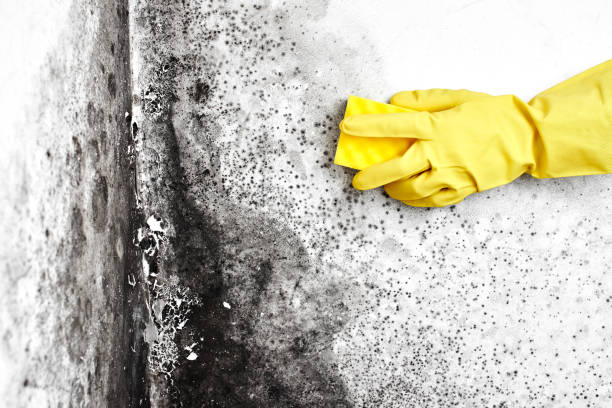 Trusted Las Cruces, NM Mold Removal Experts