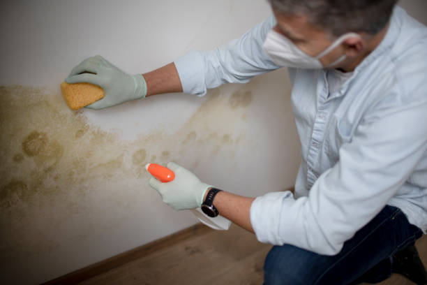 Best Local Mold Removal Service  in Las Cruces, NM